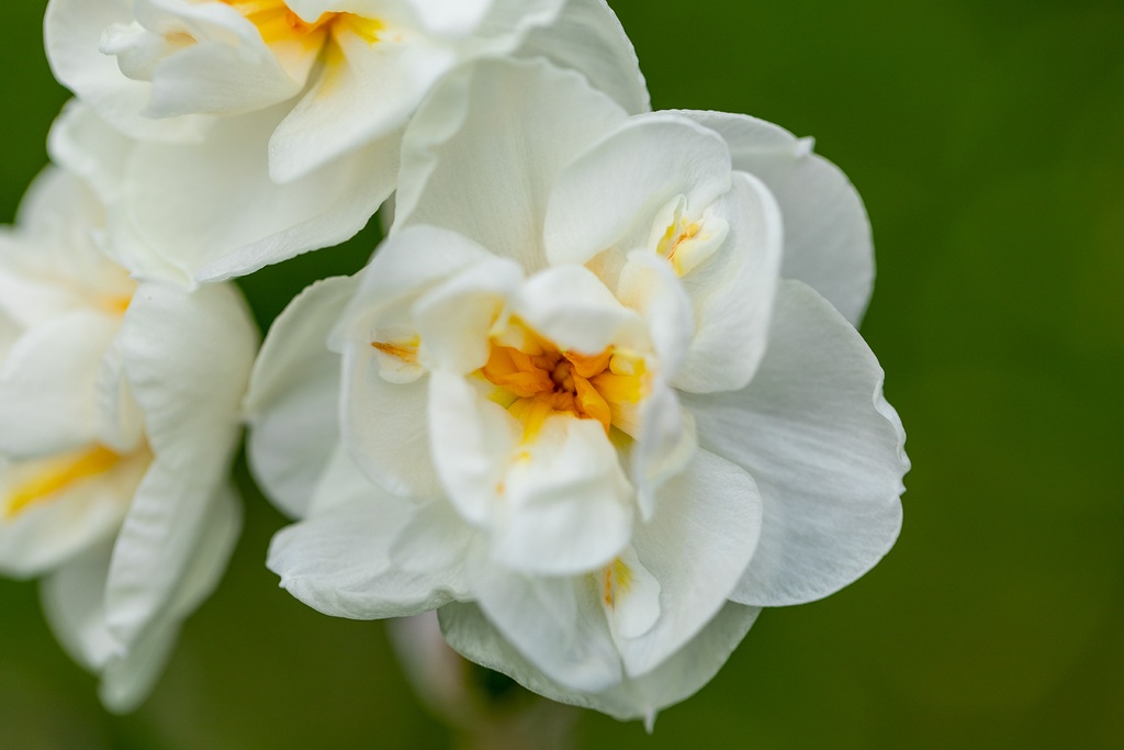 Mélange De Bulbes Pour Abeilles, Apéritif Royal