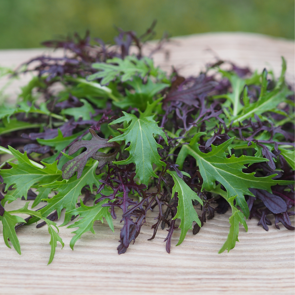 Légumes Asiatiques, Mesclun Picantissimo