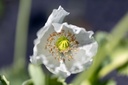 Pavot, Nuage Blanc