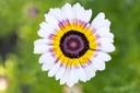 Chrysanthème à Carène, Mélange Extra