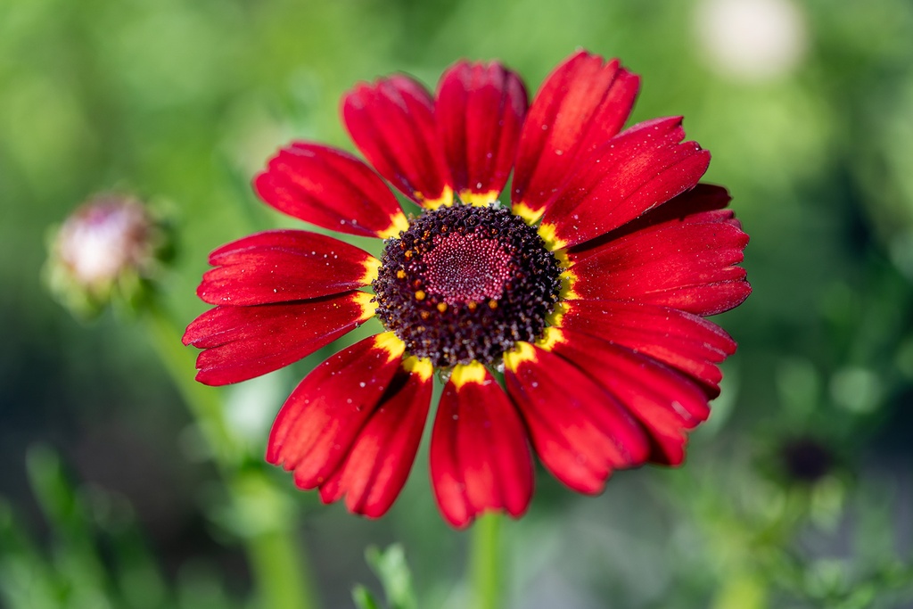 Chrysanthème à Carène, Mélange Extra