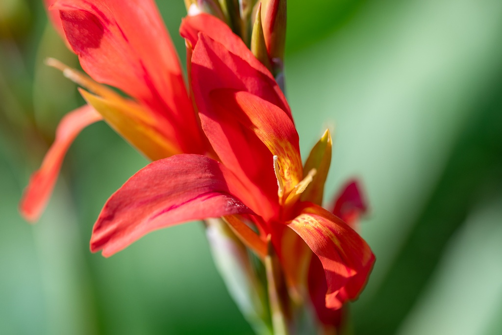 Balisier/Canna des Indes, Canna Indica  red/yellow