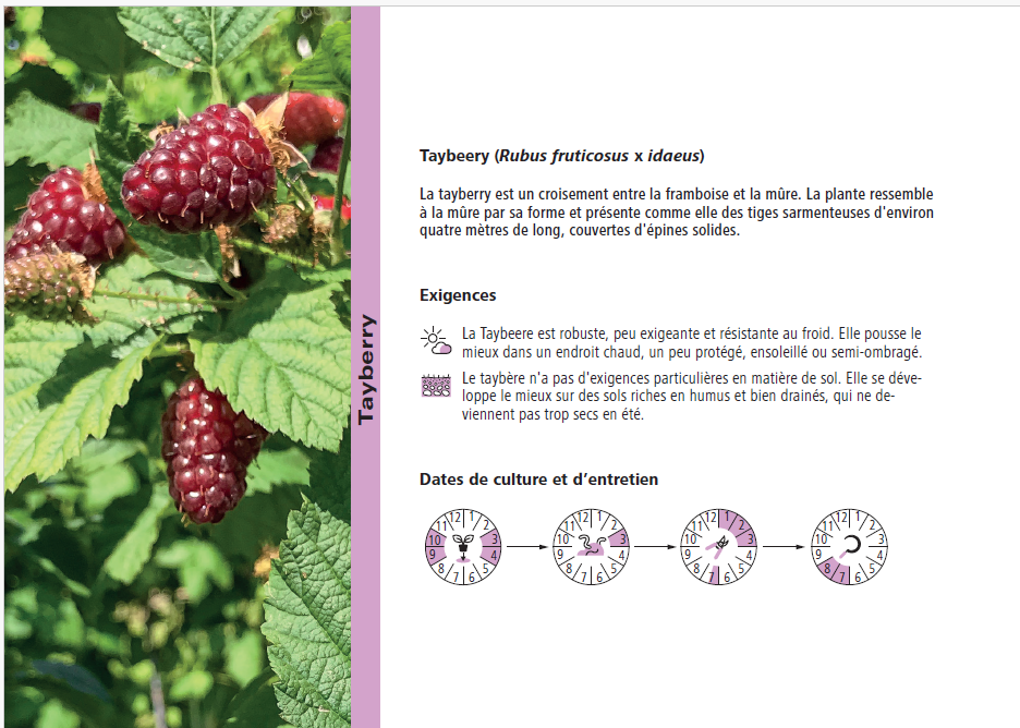Atlas de baies et de fruit