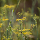 Fenouil Commun, Foeniculum Vulgare