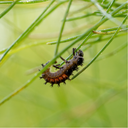 Foeniculum Vulgare