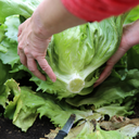 Zollinger Eisbergsalat Samen