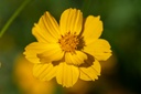 Mélange de Fleurs à Couper, Lettre d'Amour