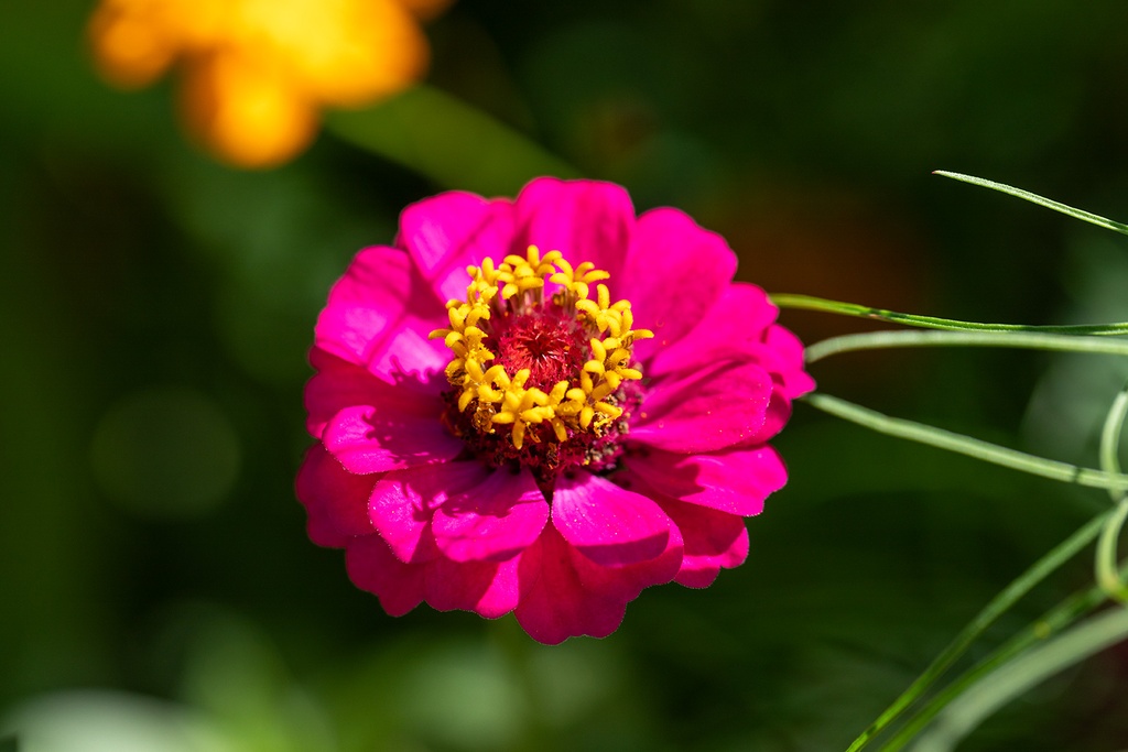 Mélange de Fleurs à Couper, Lettre d'Amour