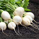 Radis, Blanc