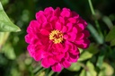 Mélange de fleurs pour papillons