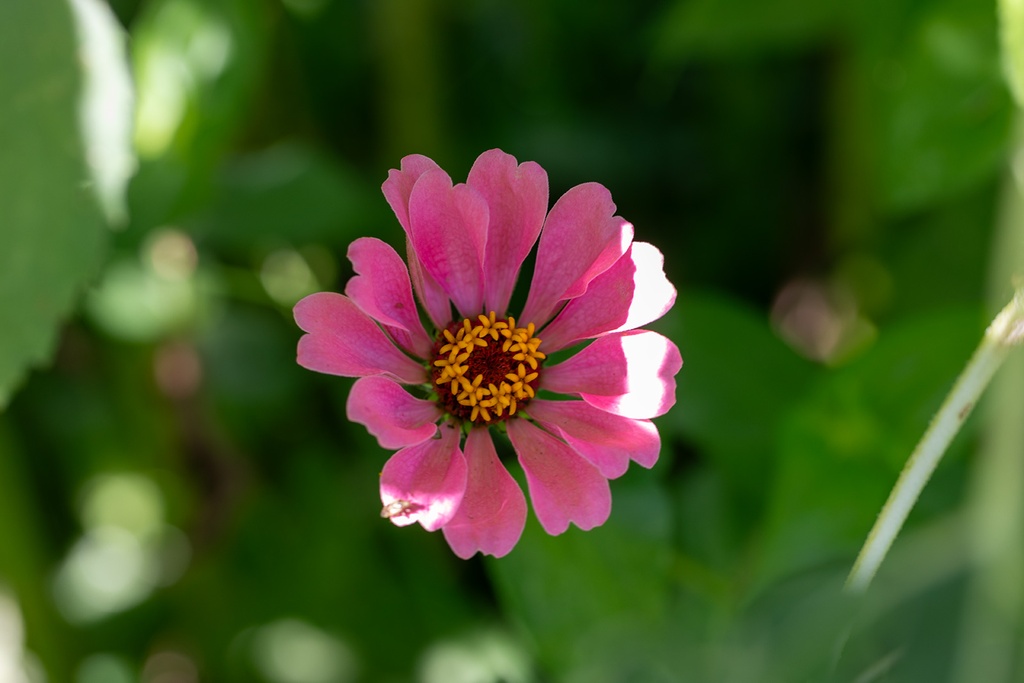 Zinnia 1