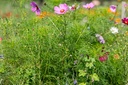 Mélange de Fleurs Mellifères, Nectar Plus