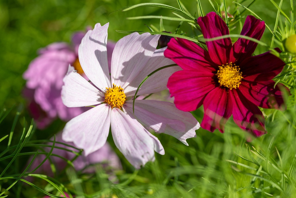 Mélange de Fleurs Mellifères, Nectar Plus