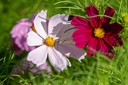 Mélange de Fleurs Mellifères, Nectar Plus