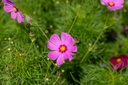 Mélange de Fleurs Mellifères, Nectar Plus