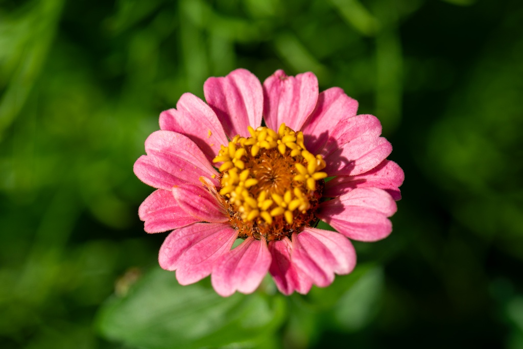 Mélange de Fleurs Mellifères, Nectar Plus