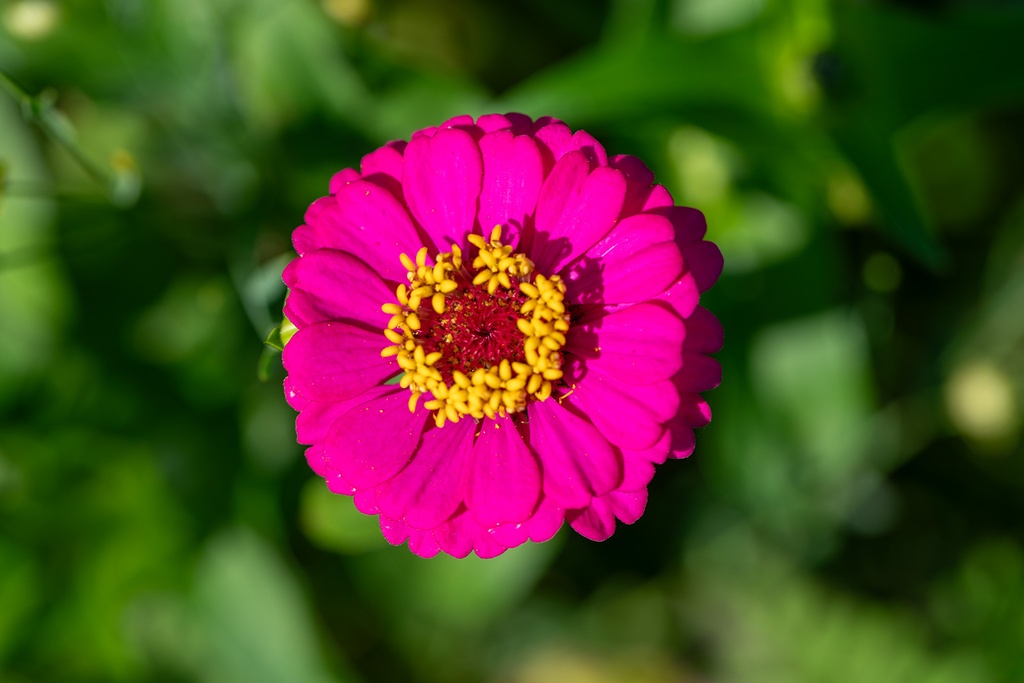 Mélange de Fleurs Mellifères, Nectar Plus