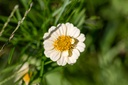 Mélange de Fleurs Mellifères, Nectar Plus