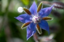 Mélange de fleurs pour coccinelles