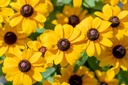 Rudbeckia nain, Mélange de Soleil
