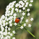 Mélange de fleurs pour coccinelles