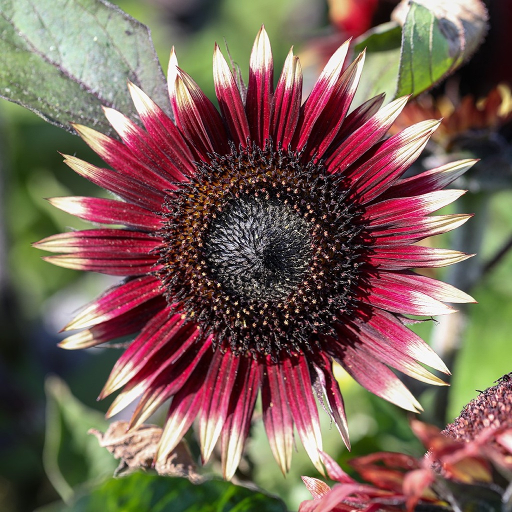 Tournesol, Mini Flamme