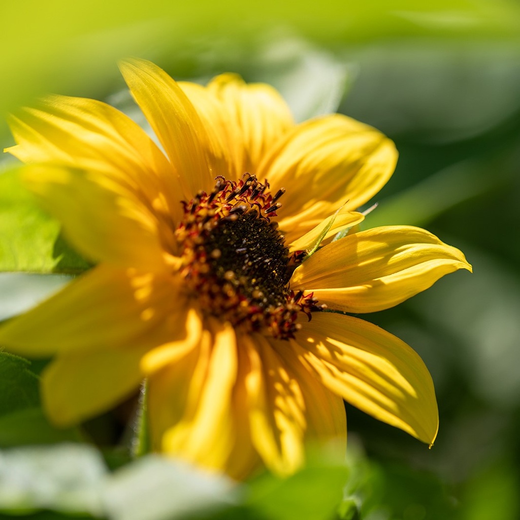 Tournesol, Mi-haut Jaune