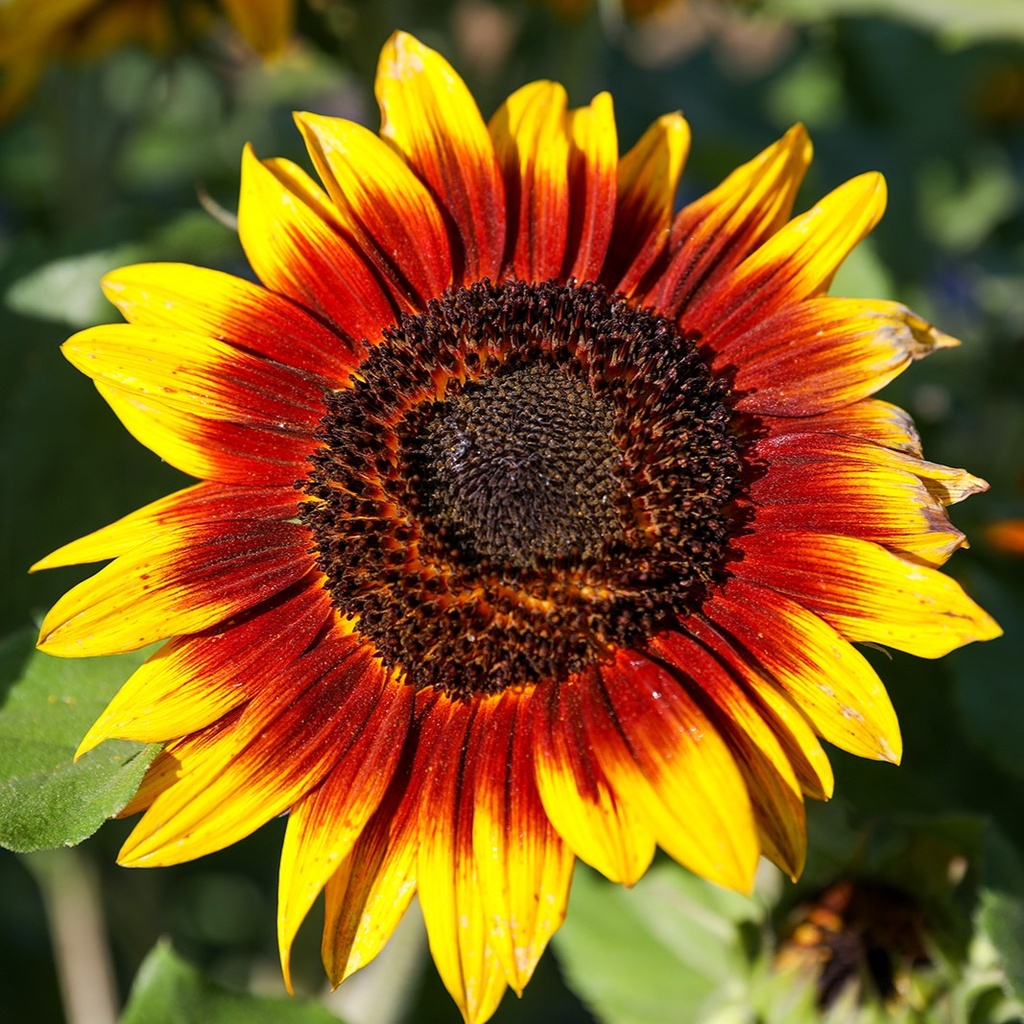 Tournesol, Cercle de Feu