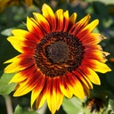 Tournesol, Cercle de Feu
