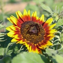 Tournesol, Cercle de Feu