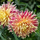 Dahlia, Coucher De Soleil