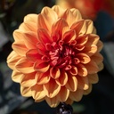 Dahlia, Bonbons Tricolores