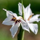 Glaïeul, D'Abyssinie