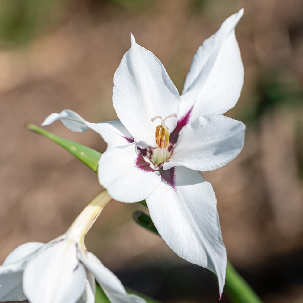 Glaïeul, D'Abyssinie