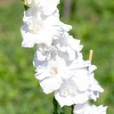 Glaïeul, Blanc