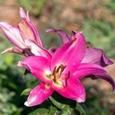 Lys oriental , Maldano