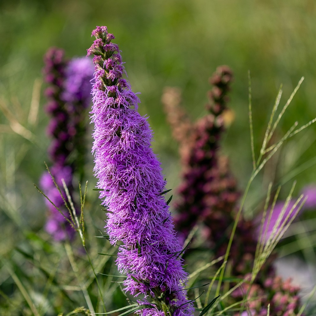 Plume Du Kansas, Violette