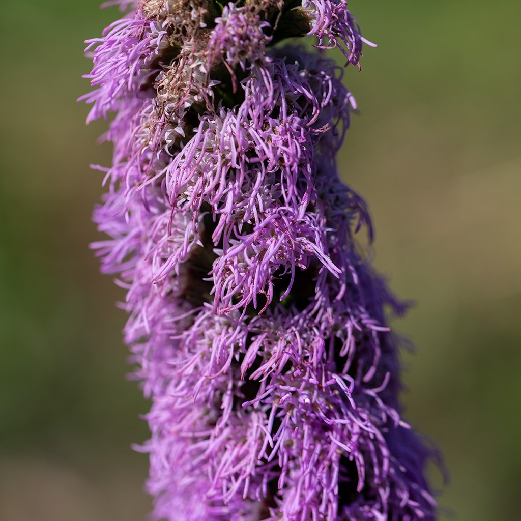 Plume Du Kansas, Violette