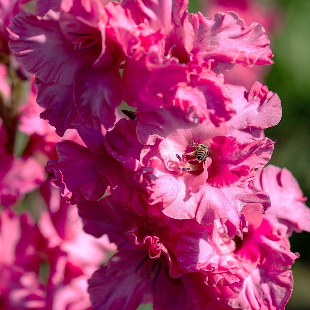 Glaïeul, Rose