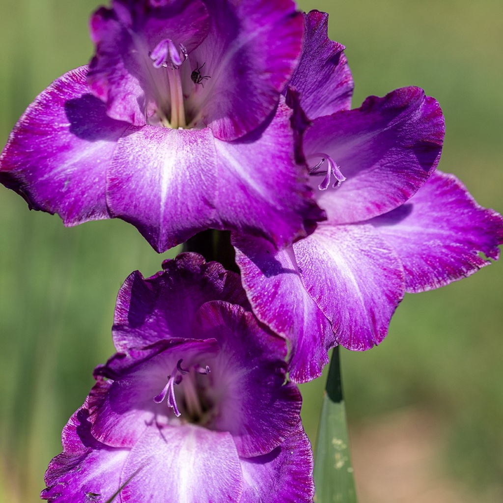 Glaïeul, Violet