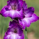 Glaïeul, Violet