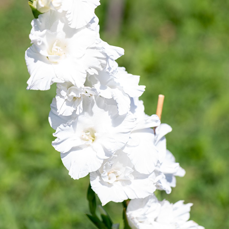 Glaïeul, Blanc