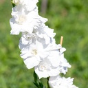 Glaïeul, Blanc