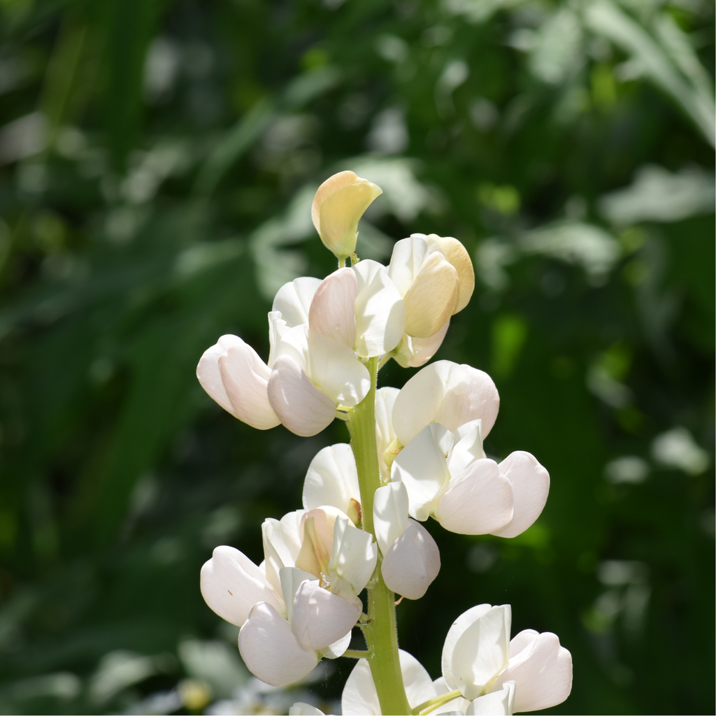 Engrais Vert, Lupin blanc