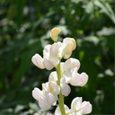 Engrais Vert, Lupin blanc