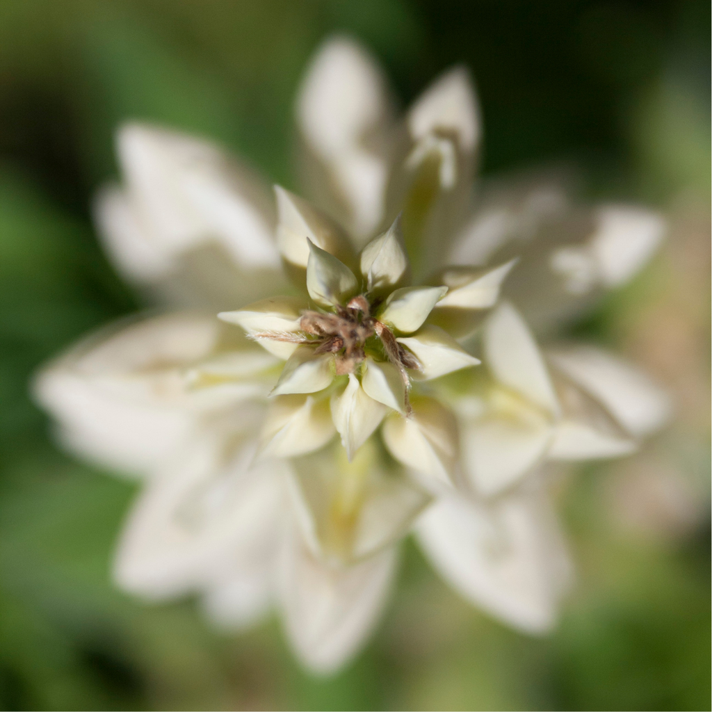Engrais Vert, Lupin blanc