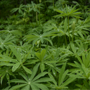 Engrais Vert, Lupin blanc