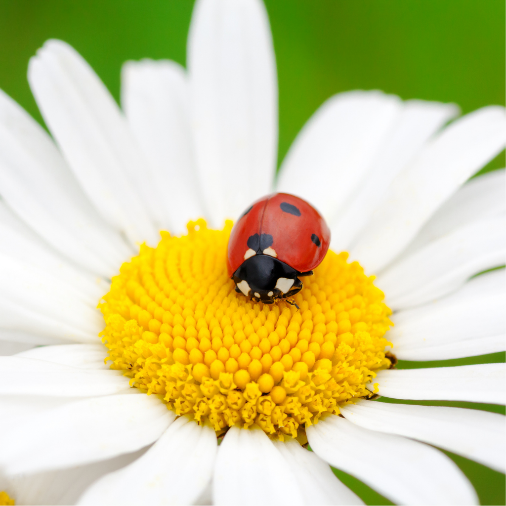 Mélange de fleurs pour coccinelles