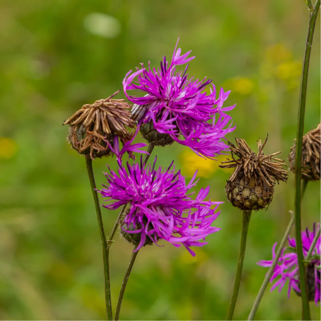 Zollinger Product Photos (2).webp