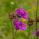 Zollinger Product Photos (2).webp